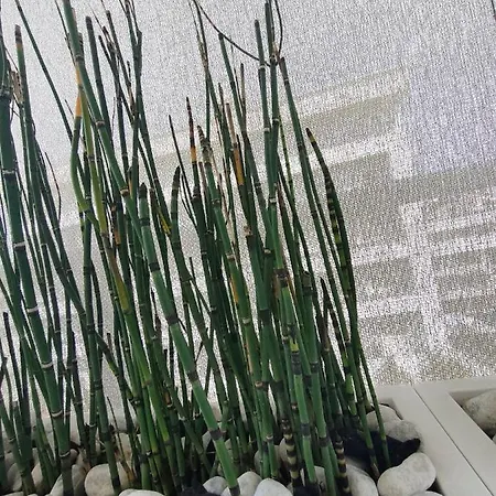 Apartament Ellenove House