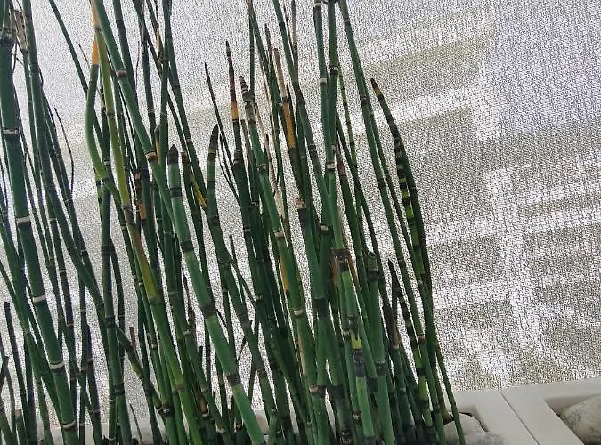 Lägenhet Ellenove House